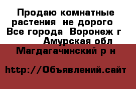 Продаю комнатные растения  не дорого - Все города, Воронеж г.  »    . Амурская обл.,Магдагачинский р-н